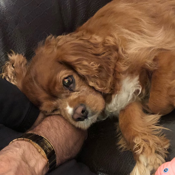 Profile Picture of Sayat Mazmanyan (@ahavor68) on Poshmark