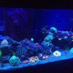 Adam Bossert - Instagram Profile Picture of Adam Bossert (@frosty_reefer) on Instagram