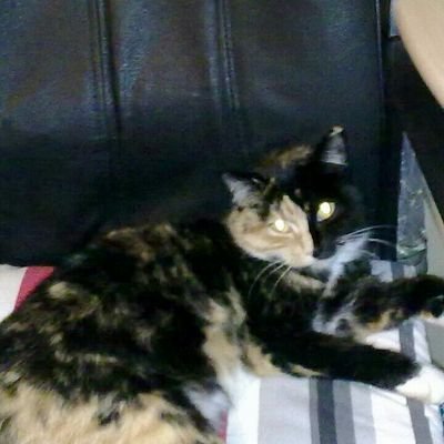 Profile Picture of Daniel Rausch (@danielrausch011) on Twitter