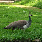 Profile Picture of Angela Eggen (@angelaeggen3566) on Youtube