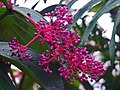 Profile Picture of Medinilla speciosaon Wikipedia