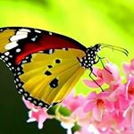 Dawn Brule Adams - Instagram Profile Picture of Dawn Brule Adams (@bruleadams951) on Instagram