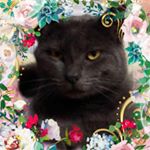 Profile Picture of Janet Lopez-Balcom (@lopezbalcom) on Instagram