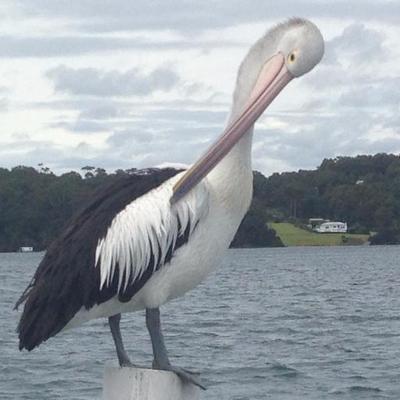 Profile Picture of Gretta Caruso (@KarusoG) on Twitter