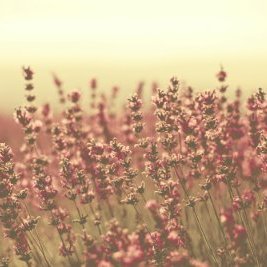 Profile Picture of Rashed Latif (@rashedlatif2) on Twitter