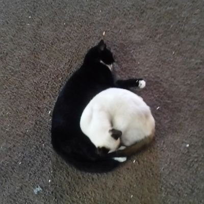 Profile Picture of Zachary Chitwood (@ZacharyChitwoo5) on Twitter