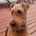 Profile Picture of Steven Saltzman (@saltzman4189) on Pinterest