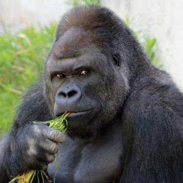 Profile Picture of Jonas Philip (@JonasPhilip1) on Twitter