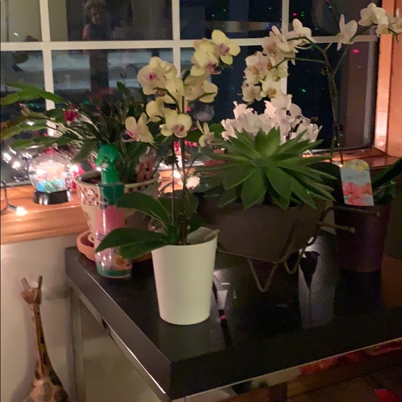 Profile Picture of Gina Arcos (@ginaarcos) on Poshmark