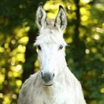 Profile Picture of Paul, der Esel♡ (@dancingdoonkey) on Instagram