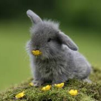 Profile Picture of Sophia Kwon (@3003Kwon) on Twitter