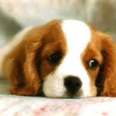 Profile Picture of Cecilia Ling (@cececilialing) on Twitter