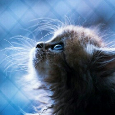 Profile Picture of Sean Lan (@seanlan4) on Twitter