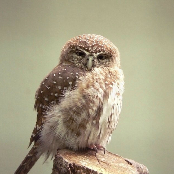 Profile Picture of Ethan Heldman (@enderowl) on Poshmark