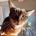 Profile Picture of HV (@hannahventola) on Instagram