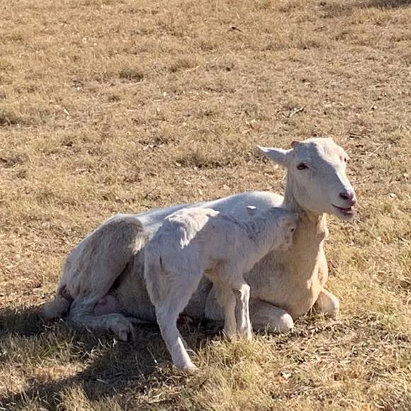 Profile Picture of Victoria Mclure (@veschumpert) on Poshmark