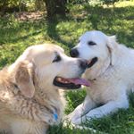 Profile Picture of Brian&Howard (@brian_howard_puppies) on Instagram