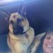 Profile Picture of Diane DeAngelis (@poolside65) on Pinterest