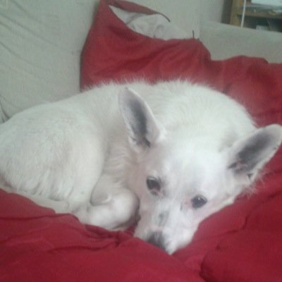 Profile Picture of Tina Stanford (@tinastanford1) on Twitter