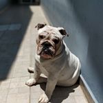 Profile Picture of Harry Benson (@harry_the_englishbull) on Instagram