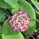 Profile Picture of Hiram Soto (@suritahiram) on Flickr