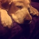 Profile Picture of Kim Scanlan (@cowcountry10) on Instagram