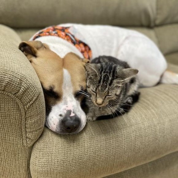 Profile Picture of Lacy Adams (@lacybowman41) on Poshmark