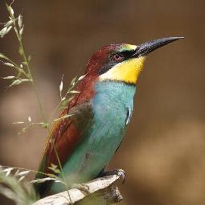 Ken Dowell - Twitter Profile Picture of Ken Dowell (@kdowell231) on Twitter