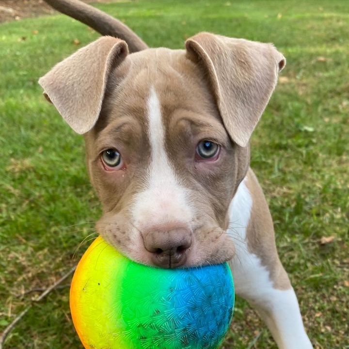 Profile Picture of hazeltheamericanbully (@hazelleehurd) on Tiktok