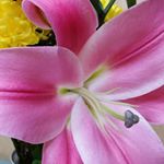 Profile Picture of Nora Wong (@nora.wong.902) on Instagram