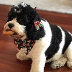 Tony Diloreto - Instagram Profile Picture of Tony Diloreto (@tonydiloreto24) on Instagram