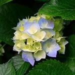 Profile Picture of Isora Rodriguez (@isora.r) on Instagram