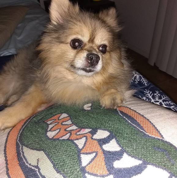 Profile Picture of Joey Walker (@patjoe123) on Poshmark