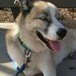 Profile Picture of Adam Nissenbaum (@cali_adam_t) on Instagram