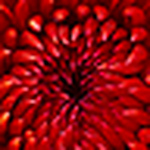 Profile Picture of Alice Harris (@alice fern) on Flickr