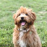 Profile Picture of Frankie Liu (@frankiethedoodle_) on Instagram