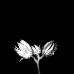 Profile Picture of Aleksandar Radic (@unbrokenlights) on Instagram