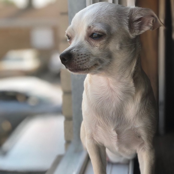 Profile Picture of Bozena Wojdakowska (@bozena1364) on Poshmark