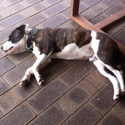 Profile Picture of Josh Nowlan (@NowlanJosh) on Twitter