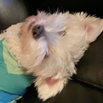 Profile Picture of Brooke Lima (@_brookie_girl) on Instagram