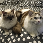 Profile Picture of Victor Botero (@botero.victor) on Flickr