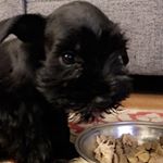Profile Picture of Ransom Mullins (@itty_bitty_giant) on Instagram
