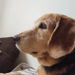 Profile Picture of Paul McCartney (@paulbeagledog) on Instagram