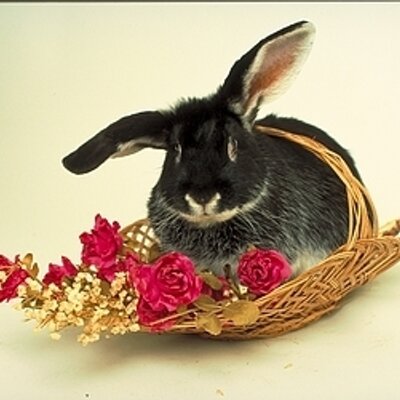 Profile Picture of Nancy M Martin (@RapperRabbit) on Twitter