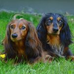 Profile Picture of Dexter & Eddie (@hellodexter) on Instagram