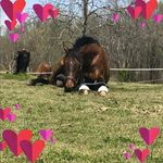 Profile Picture of Renee Donahue (@donahue_stables) on Instagram