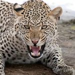 Profile Picture of Rudi Jornaldo (@mrdkrnwn) on Instagram