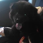 Profile Picture of Mike🐶 (@dog_mikebarroso) on Instagram