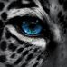 Profile Picture of Jacob Schiffmann (@Jacob-Schiffmann) on Facebook