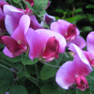 Profile Picture of Ursula Gregory (@MrsUABear) on Twitter